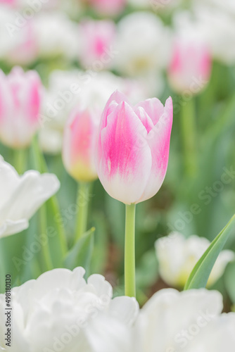 チューリップ　チューリップ畑　花　色鮮やか