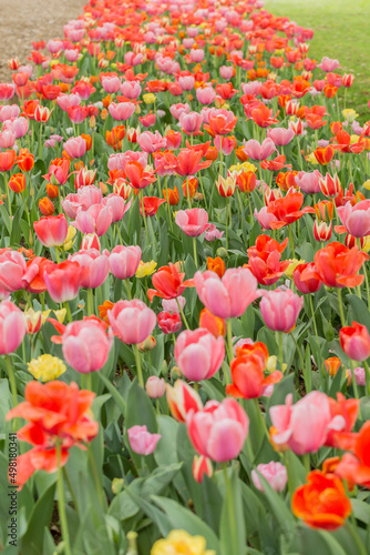 チューリップ チューリップ畑 花 色鮮やか