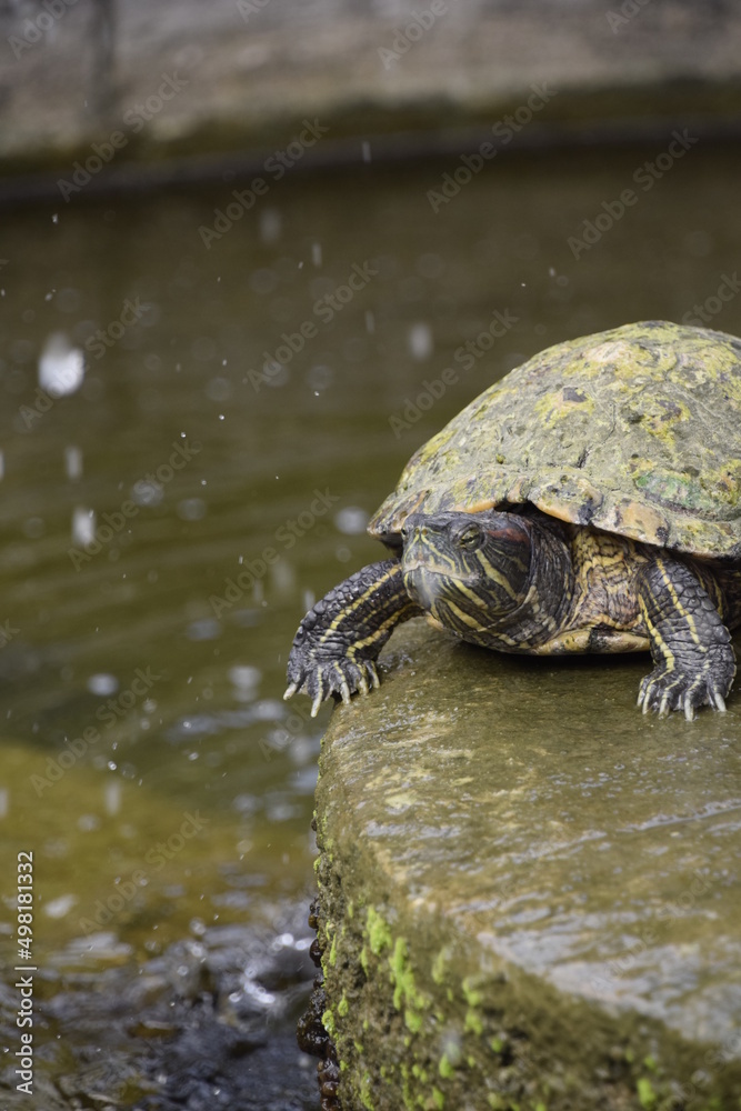 Fototapeta premium tortule