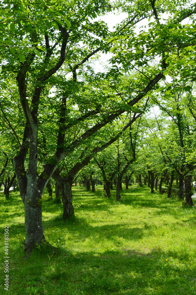 A park without people in the morning, a pattern of light and shadow created by trees on a green carpet. A park without people in the morning, a pattern of light and shadow created by trees on a green carpet.