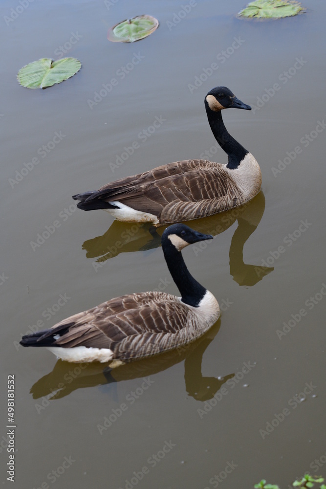 Pair of Geese on a Lake Pair of Geese on a Lake