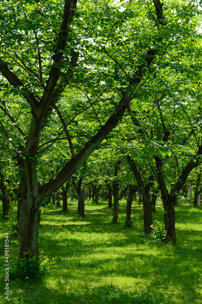 A park without people in the morning, a pattern of light and shadow created by trees on a green carpet.
A park without people in the morning, a pattern of light and shadow created by trees on a green carpet.