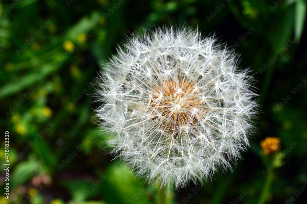 Close-up of dandelion fluff that creates a geometric pattern in the sunlight. Close-up of dandelion fluff that creates a geometric pattern in the sunlight.