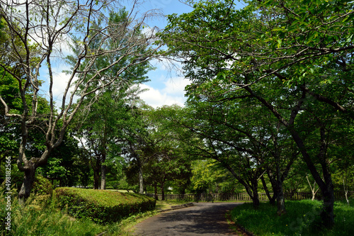 A park without people in the morning, a walking path surrounded by trees and grass with fresh green leaves.