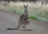 Kangaroo with baby Joey