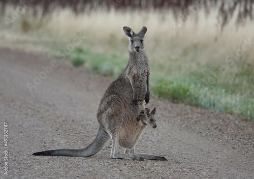 Kangaroo with baby Joey
