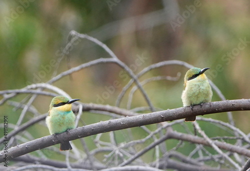 yellow billed kingfisher