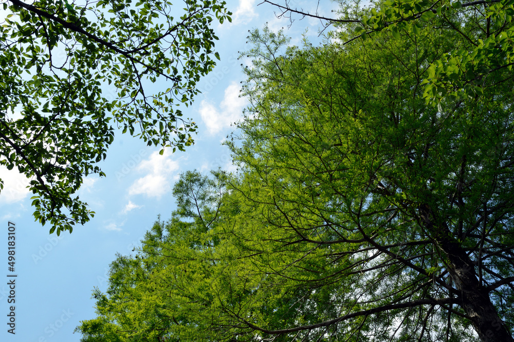 Fototapeta premium Trees grow toward the sky. Clouds are scattered in the sky.