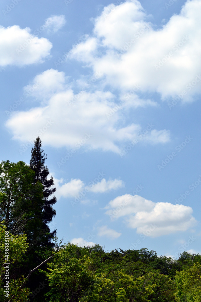 Obraz premium Trees grow toward the sky. Clouds are scattered in the sky.
