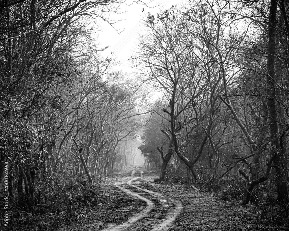 Obraz premium path in the woods