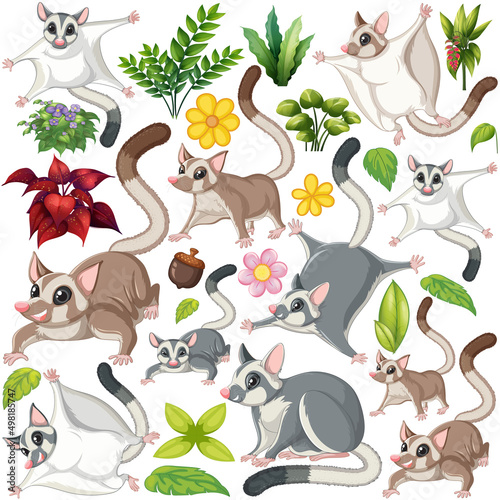 Many colors of sugar gliders