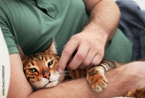 Unrecognizable caucasian man caressing,male hands stroking beautiful green-eyed bengal cat.People and pets relationship,love,care.Animal and person friendship.Relaxing at home concept,lifestyle