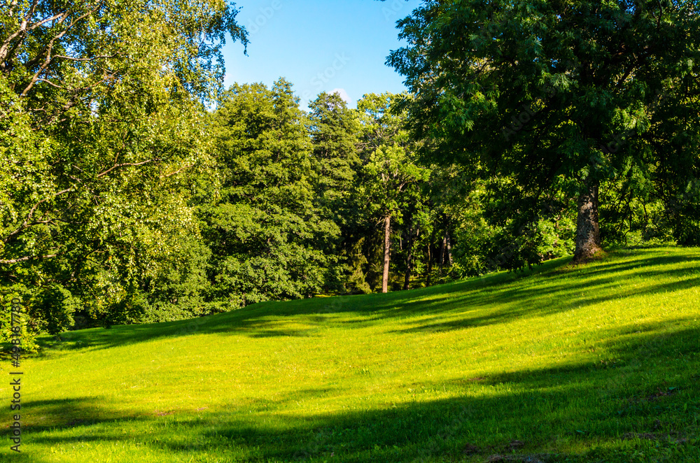 green lawn with trees in summer