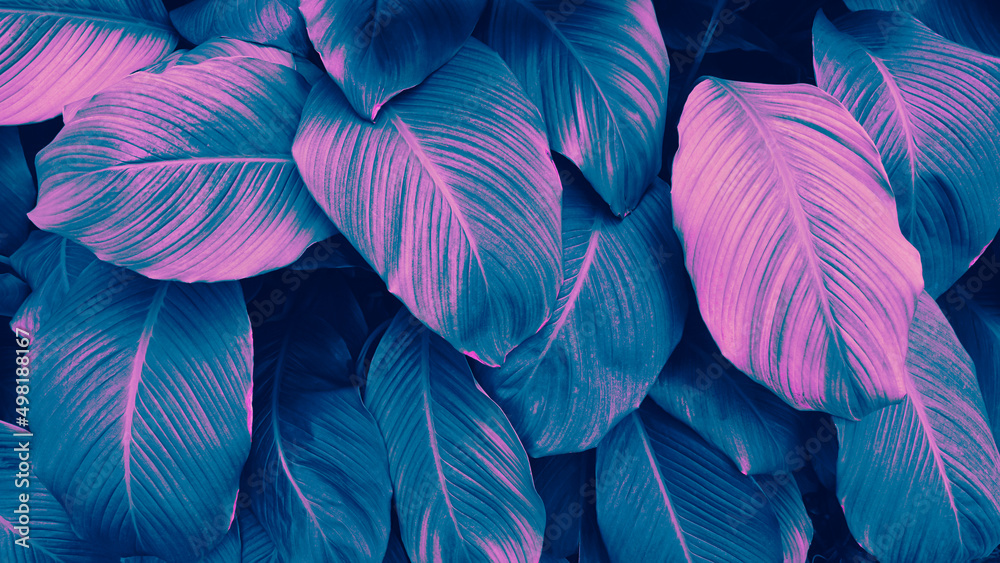 blue pink color of tropical leaves background blue pink color of tropical leaves background