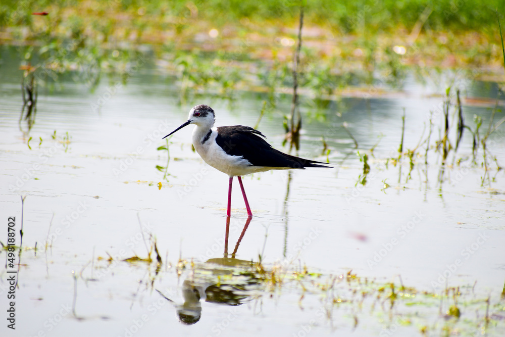 Obraz premium Colorful lake habitat background. Black-winged stilt birds