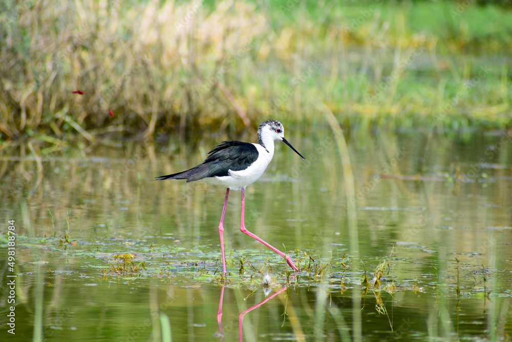 Fototapeta premium Colorful lake habitat background. Black-winged stilt birds
