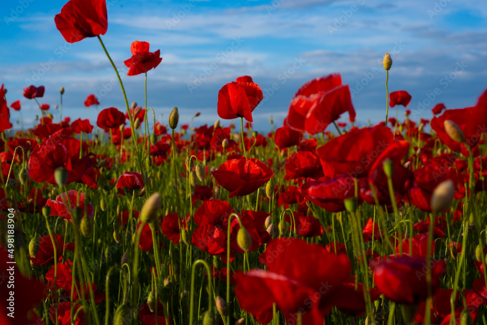 Obraz premium Flowers Red poppies blossom on wild field. The remembrance poppy - poppy field. Flower for Remembrance Day, Memorial Day, Anzac Day in New Zealand, Australia, Canada and Great Britain.