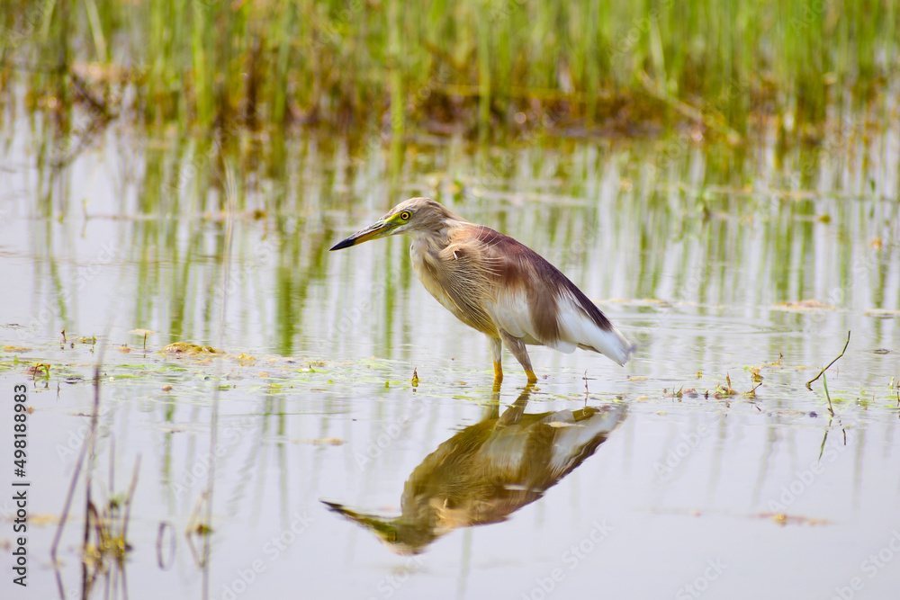 A beautiful birds striated heron A beautiful birds striated heron