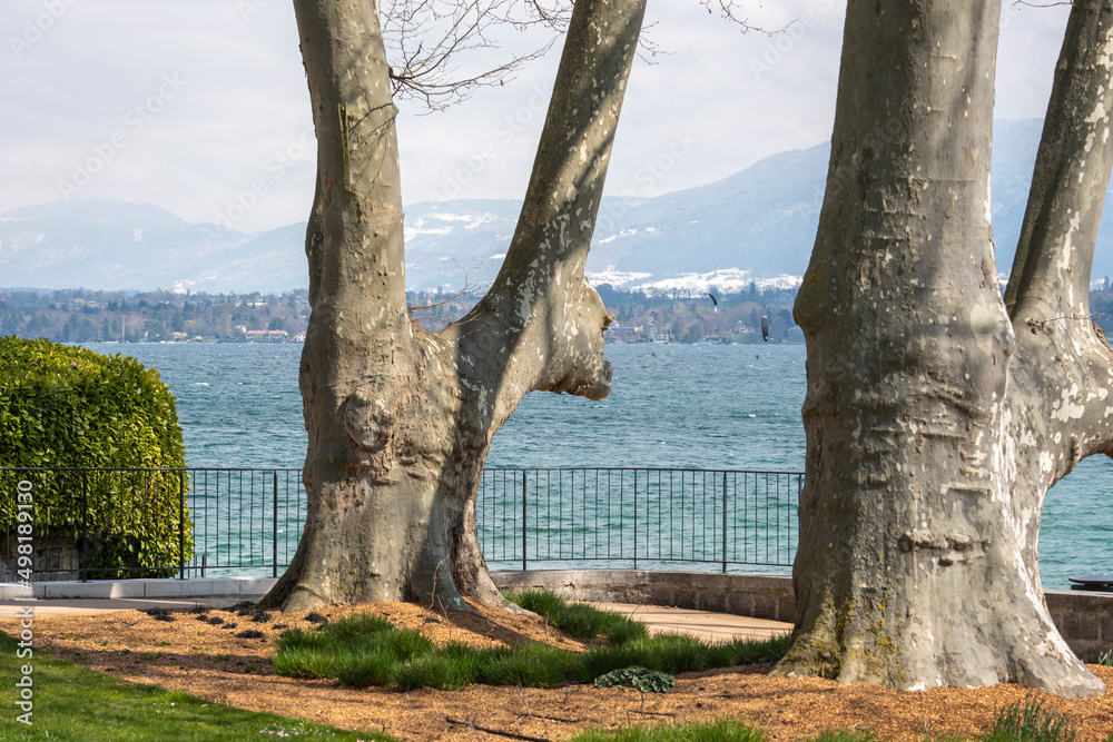 Fototapeta premium Kite sur sur le lac de Genève en hiver