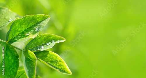 green leaves with dew drops close up, blurred green natural bacground. ecology, organic, earth day. save earth, pure water concept. copy space