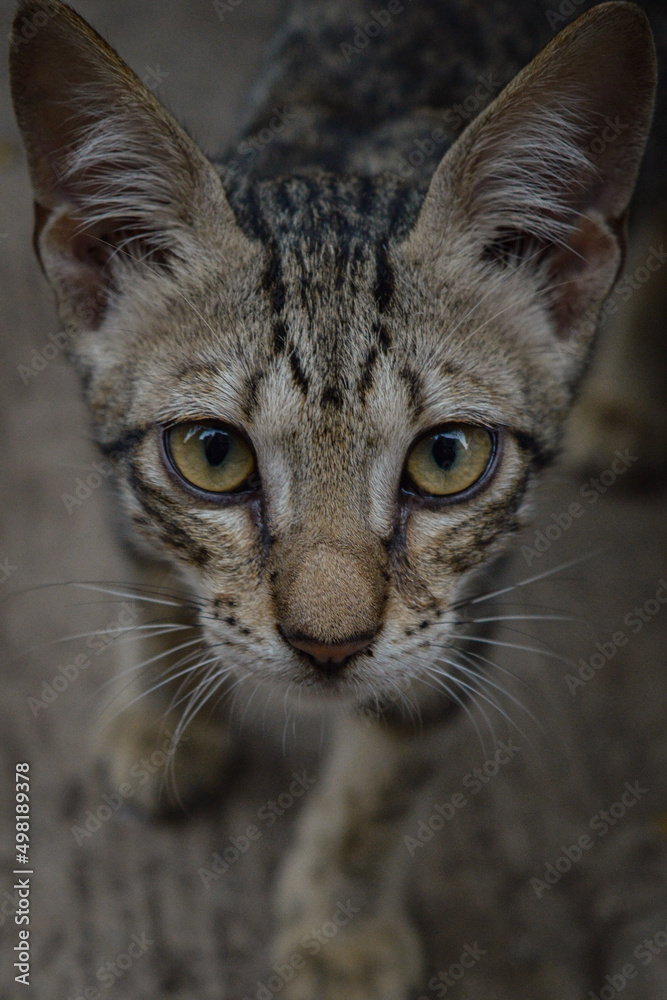 Fototapeta premium portrait of a cat