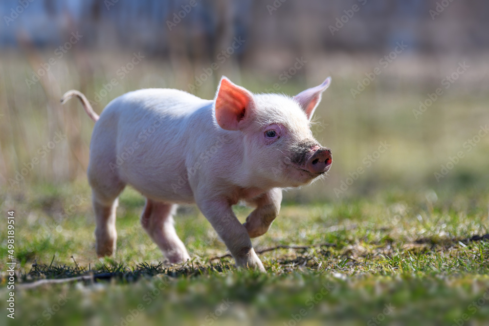 Newborn piglet on spring grass on a farm Newborn piglet on spring grass on a farm