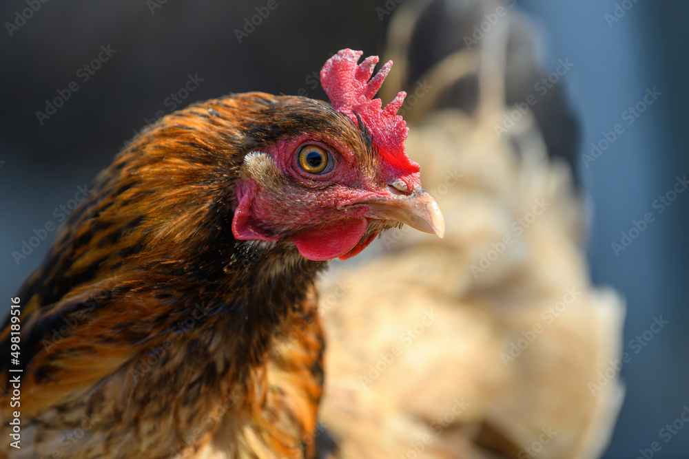 Portrait chicken on the farm, poultry concept