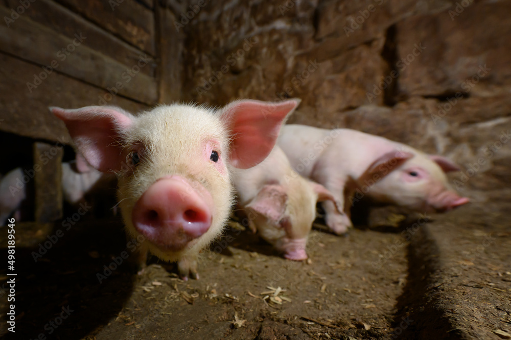 Young dirt piglet are feeding on farms pig. Pigs portrait Young dirt piglet are feeding on farms pig. Pigs portrait