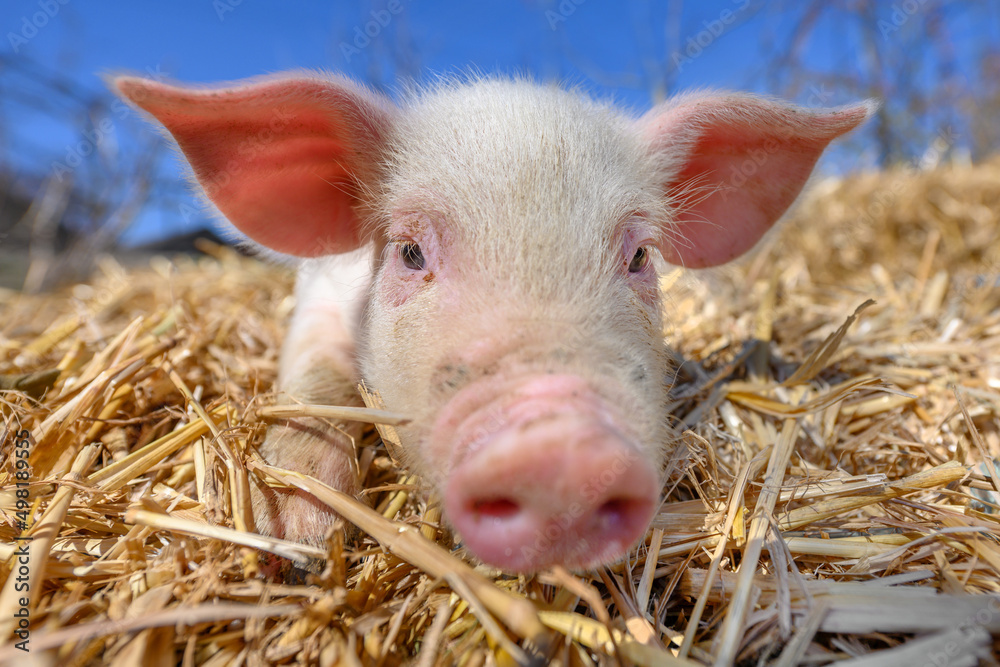 Piglet on hay and straw at pig breeding farm Piglet on hay and straw at pig breeding farm