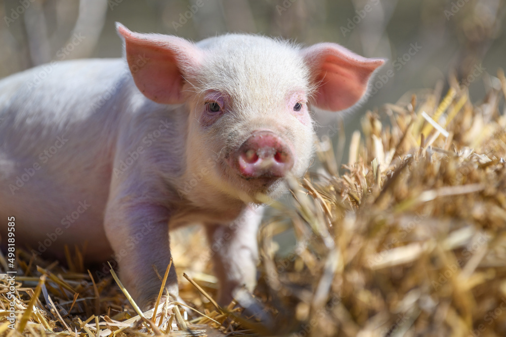 Piglet on hay and straw at pig breeding farm Piglet on hay and straw at pig breeding farm