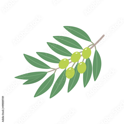 緑の葉と黄緑色の実が付いているオリーブの枝 - シンプルな植物の素材
