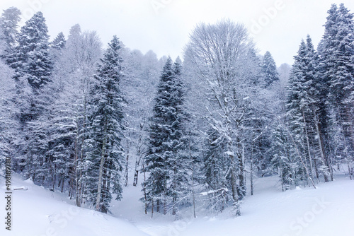 Winter mountain forest, snow-covered trees, panoramic views on the edge of the cliff, snow caps on the branches of the forest.