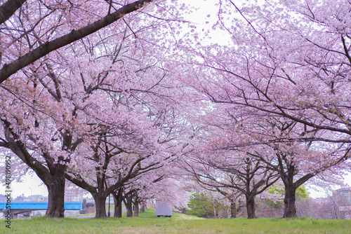             Row of cherry blossom trees