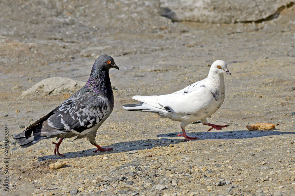 Obraz premium A pigeon takes care of a dove on a spring day