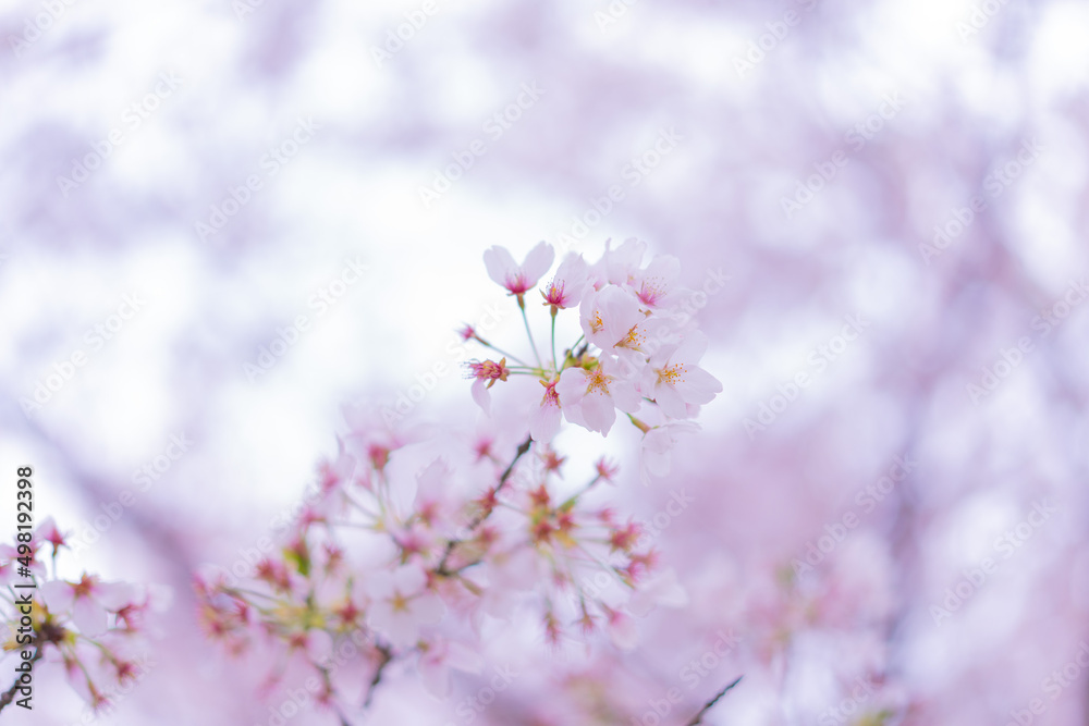 桜の花びら / Cherry blossom petals