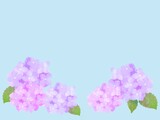 紫陽花の背景素材　あじさい　梅雨　
