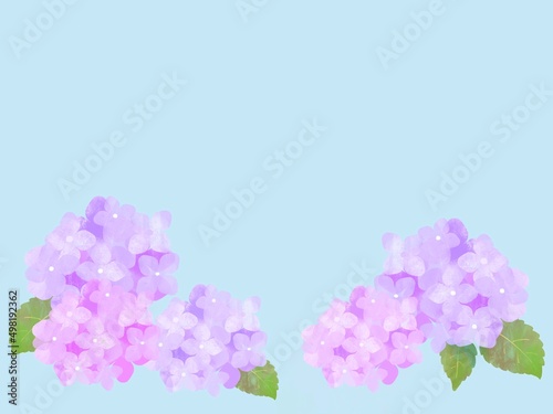 紫陽花の背景素材 あじさい 梅雨 
