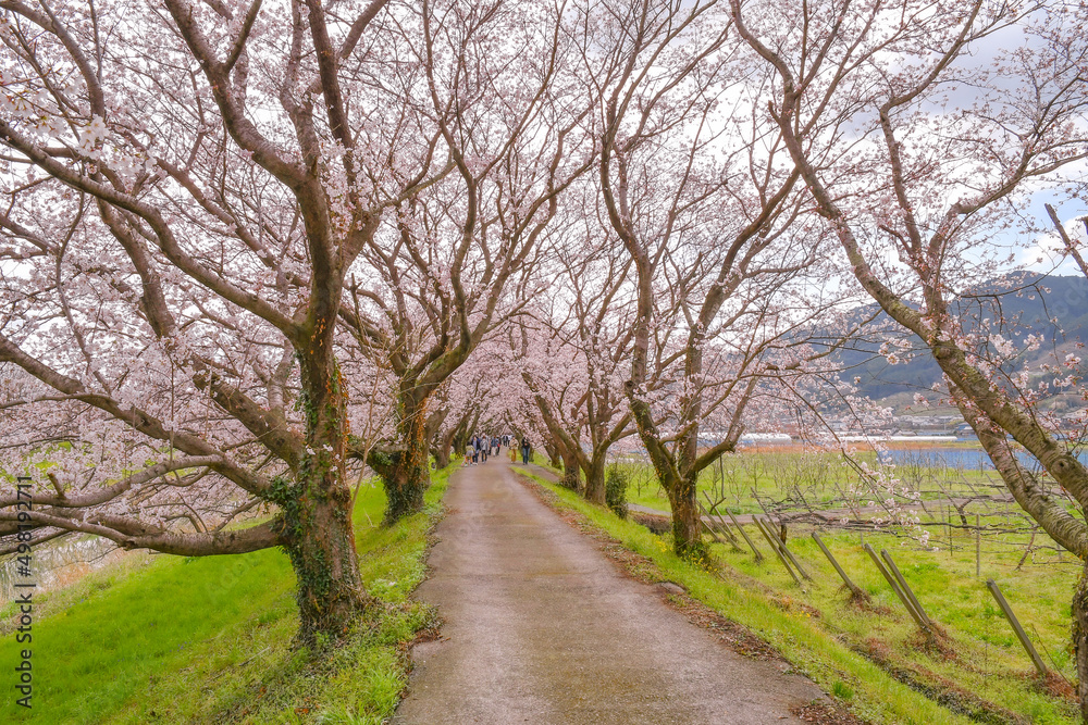 Cherry blossoms blooming along in a trail nearby Japanese river Cherry blossoms blooming along in a trail nearby Japanese river