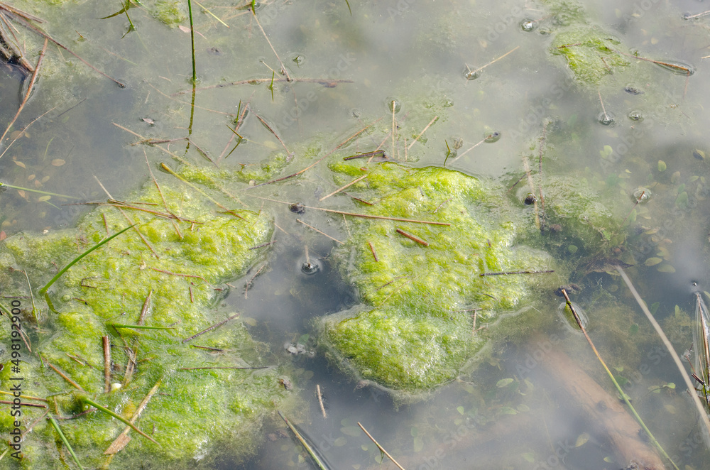 Obraz premium Teich mit Leich