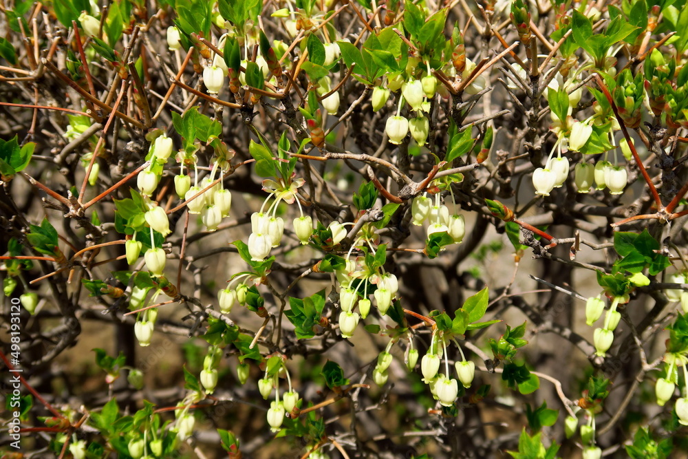 咲き始めた生垣のドウダンツツジの花 咲き始めた生垣のドウダンツツジの花