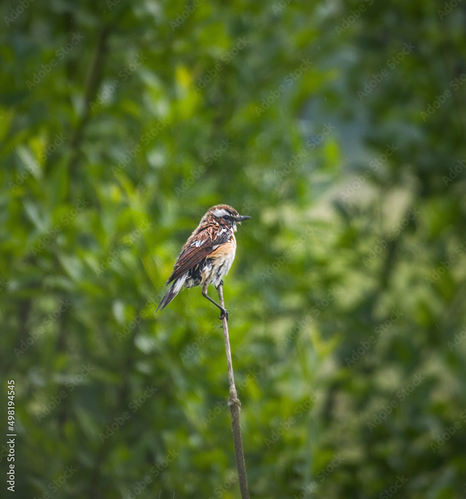 Whinchat or Bushchat (Saxicola Rubetra) bird male Whinchat or Bushchat (Saxicola Rubetra) bird male