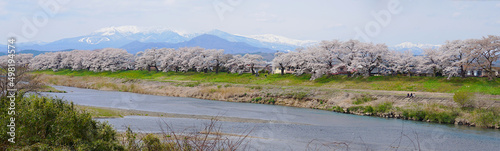 Panoramic Scenic view of Thousands Cherry Blossom Trees along Shiroishi River and Snow high mountain background in Spring, Miyagi, Sendai. photo