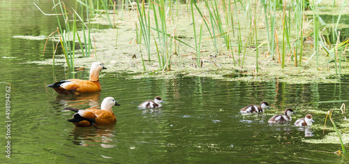 Roody Shelduck (Red Goose) family photo