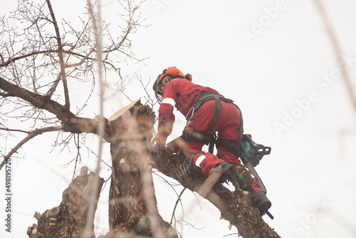Fotografiet Tree maintenance specialist. Tree Surgeon