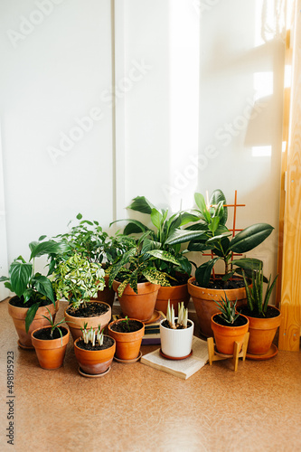 Fotografiet lots of green house plants in identical clay orange pots