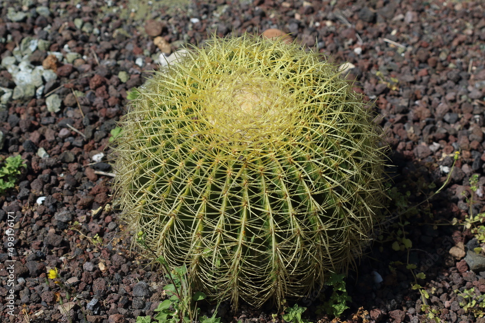 Echinocactus grusonii or Kroenleinia grusonii, popularly known as the