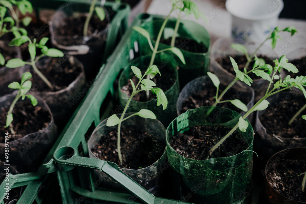 seedlings with tomatoes at home, on the table seedlings with tomatoes at home, on the table
