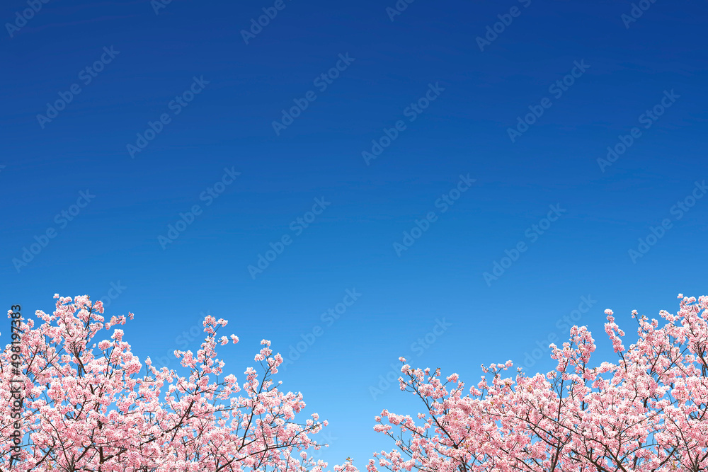 背景 テクスチャ 桜 空 花 フレーム