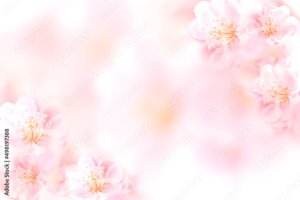 Fototapeta premium 梅の花のフレーム背景