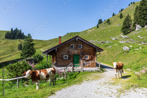 Germany, Bavaria, Bad Wiessee, Two cows standing in front of mountain hut in Bavarian Prealps photo